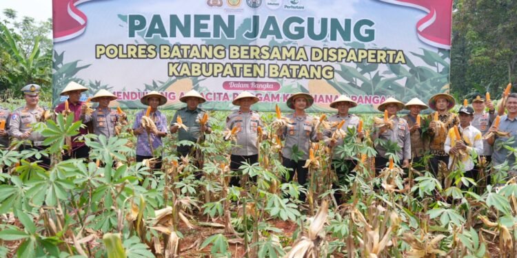 Polres Batang Panen Raya Jagung, Dukung Program Ketahanan Pangan Nasional
