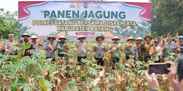 Polres Batang Panen Raya Jagung, Dukung Program Ketahanan Pangan Nasional