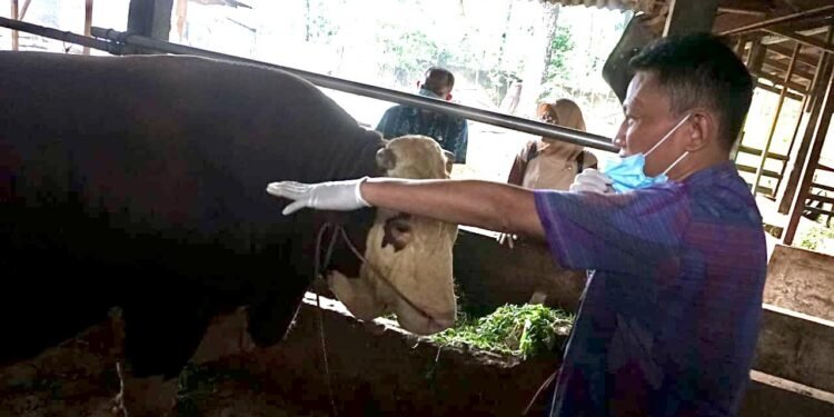 Presiden Prabowo Kurban Sapi Simmental dengan Bobot 1 Ton Untuk Kabupaten Batang