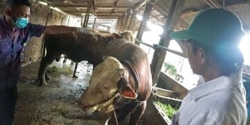 Presiden Prabowo Kurban Sapi Simmental dengan Bobot 1 Ton Untuk Kabupaten Batang