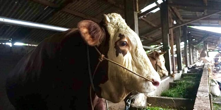 Presiden Prabowo Kurban Sapi Simmental dengan Bobot 1 Ton Untuk Kabupaten Batang