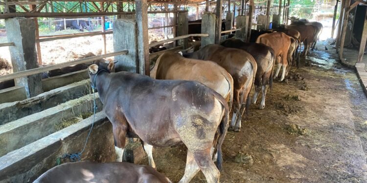 Jelang Iduladha, Penjualan Hewan Kurban Sepi Peminat