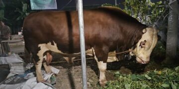 Sigemblung, Sapi Presiden Prabowo Untuk Warga Batang Sudah Diantar