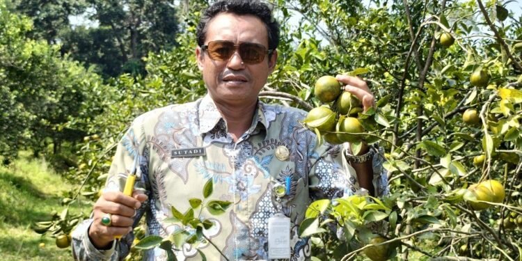 Agrowisata Clapar Siap Manjakan Pecinta Jeruk 