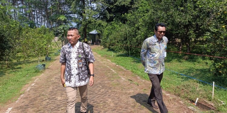 Agrowisata Clapar Siap Manjakan Pecinta Jeruk 