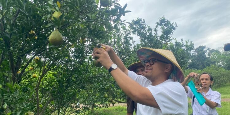 Potensi PAD, Bupati Batang Ingin Agroeduwisata Clapar Petik Jeruk Dapat Dijadikan BUMD