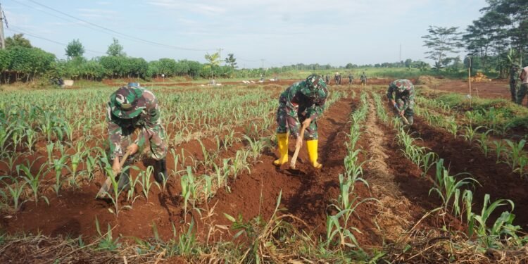 Sulap Lahan Tidur, Untuk Ketahanan Pangan