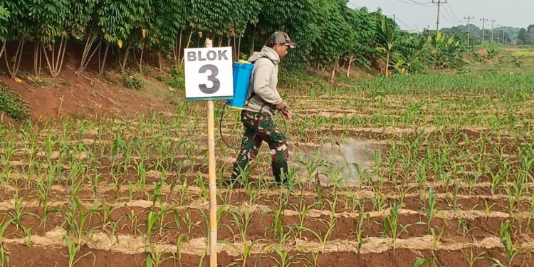 Sulap Lahan Tidur, Untuk Ketahanan Pangan