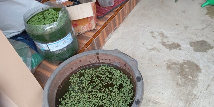 Petani Pemula Dilatih Membuat ZPT Alami, Insektisida, dan Fungisida dari Bahan Lokal