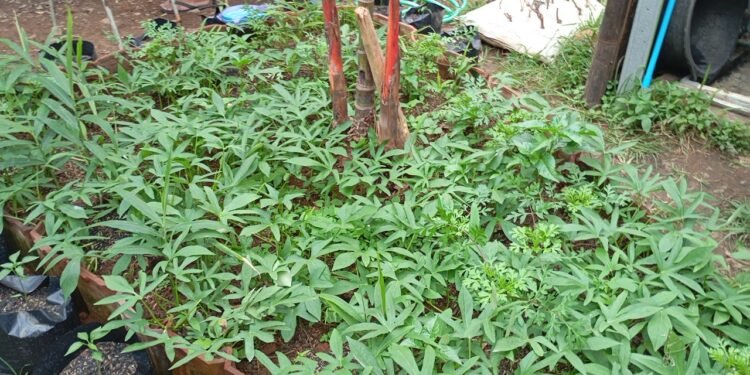 YBPI Kab. Batang Gelar Pelatihan Pembuatan Pupuk Organik dengan Konsep GERDULIRUTA