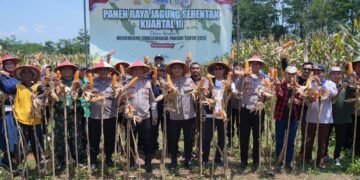 Panen Raya Jagung Serentak Digelar di Batang, Kapolres Turun ke Sawah