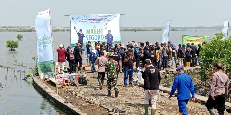 Pemukiman Warga Batang Terancam, DLH Batang Tanam Bibit Mangrove