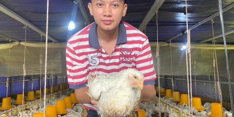 Harga Ayam Ras Turun, Peternak Batang Harap Harga Tetap Stabil