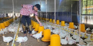 Harga Ayam Ras Turun, Peternak Batang Harap Harga Tetap Stabil