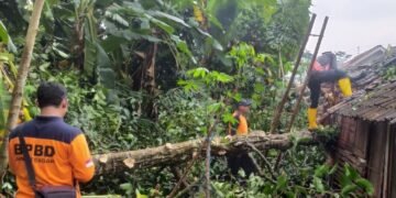 BPBD Batang Sigap Tangani Pohon Tumbang