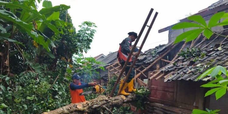 BPBD Batang Sigap Tangani Pohon Tumbang