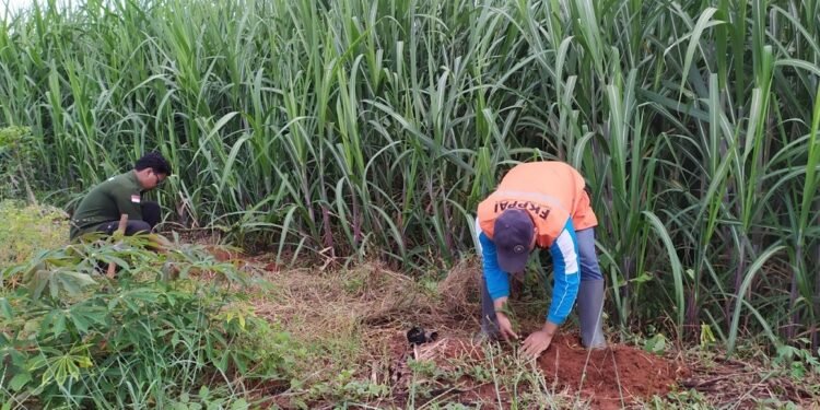 Antisipasi Longsor, UNISS Tanam Pohon Konservasi Lereng Bukit