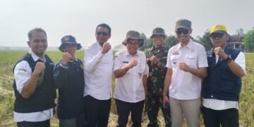 Batang Swasembada Pangan, Produksi Padi 2025 Naik 8,5 Persen