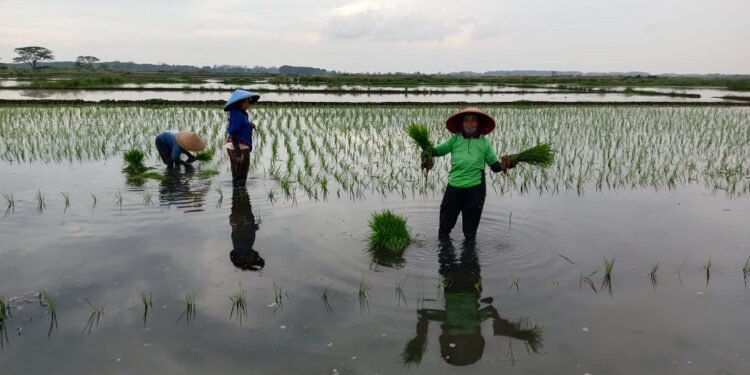 Sukses Swasembada, Dispaperta Batang Optimalkan Lahan Terdampak Rob