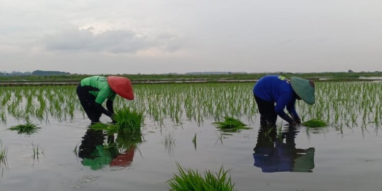 Sukses Swasembada, Dispaperta Batang Optimalkan Lahan Terdampak Rob