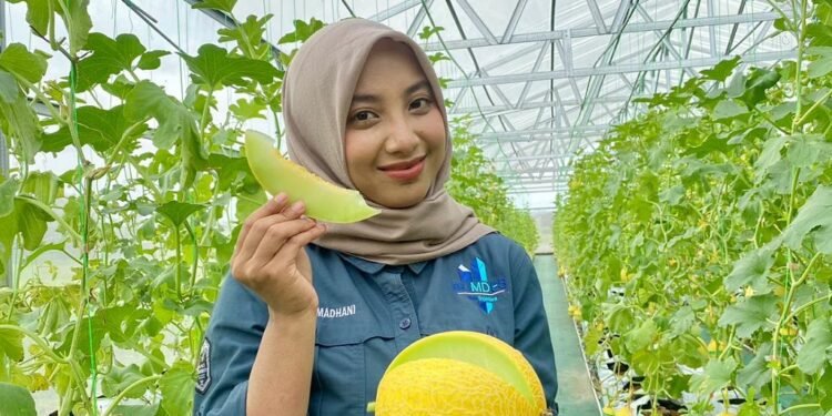 Wisata Petik Melon, Dongkrak Ekonomi Desa Depok Batang
