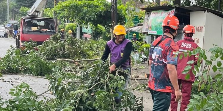 Cegah Pohon Tumbang, BPBD Batang Pangkas Pohon Rawan di Jalur Pantura Subah