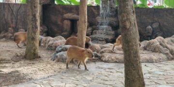 Kapibara “Masbro” Jadi Penghuni Baru Safari Beach Jateng Batang