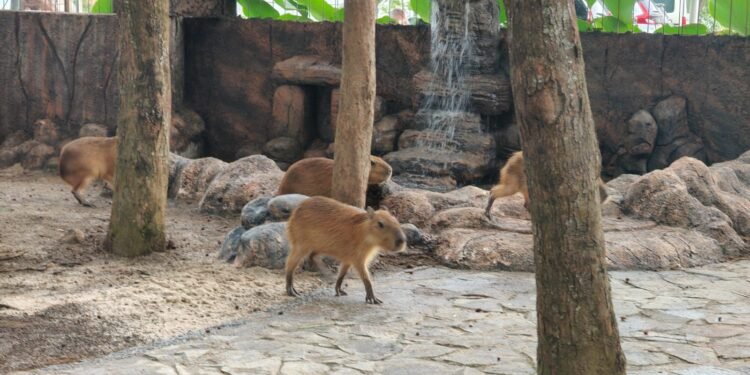 Kapibara “Masbro” Jadi Penghuni Baru Safari Beach Jateng Batang