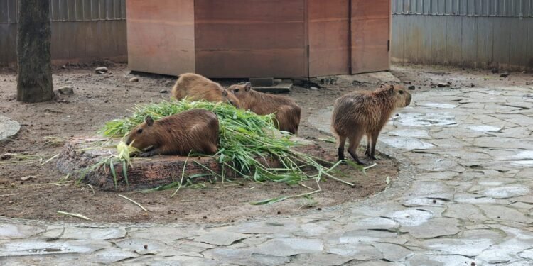 Kapibara “Masbro” Jadi Penghuni Baru Safari Beach Jateng Batang