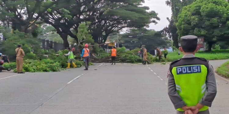Waspada Cuaca Ekstrem, Camat Subah Pimpin Operasi Pangkas Pohon di Jalur Pantura