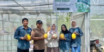 Siap Jadi Ikon Desa, Panen Kedua Melon BUMDes Depok Capai Hasil Lebih Baik