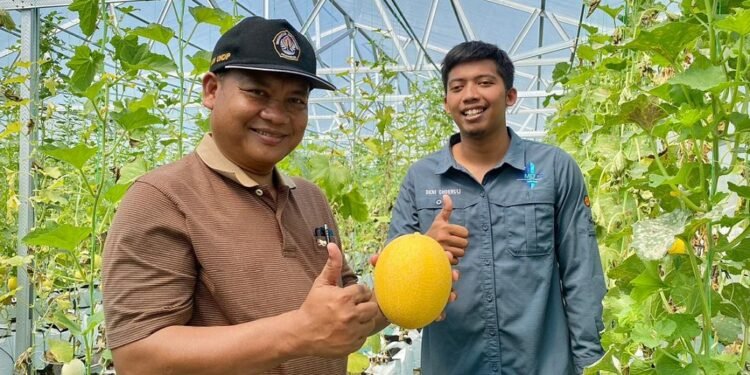 Siap Jadi Ikon Desa, Panen Kedua Melon BUMDes Depok Capai Hasil Lebih Baik