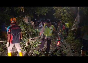 Polres Batang Bersama Koramil, BPBD Evakuasi Pohon Tumbang di Jalan Raya Cepagan