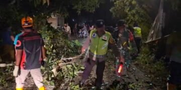 Polres Batang Bersama Koramil, BPBD Evakuasi Pohon Tumbang di Jalan Raya Cepagan