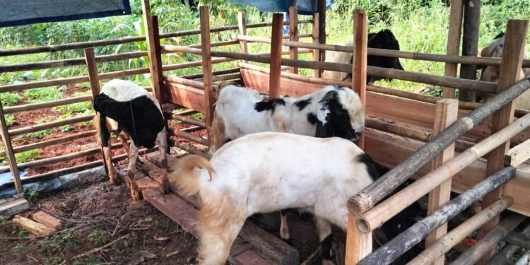 Sambut Idul Qurban 1447 H, YBPI Targetkan Distribusi Daging untuk 150 Penerima Manfaat