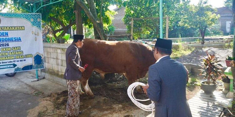 Wabup Batang Serahkan Sapi Kurban Banpres Presiden Prabowo di Gringsing