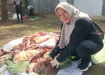 Waspada Cacing Hati, Dispaperta Batang Sidak Penyembelihan Hewan Kurban