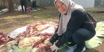 Waspada Cacing Hati, Dispaperta Batang Sidak Penyembelihan Hewan Kurban