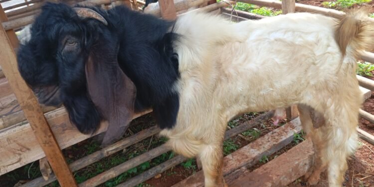 Sambut Idul Qurban 1447 H, YBPI Targetkan Distribusi Daging untuk 150 Penerima Manfaat