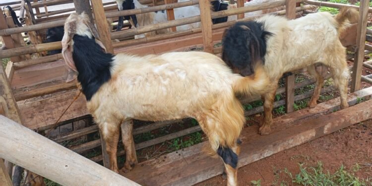 Sambut Idul Qurban 1447 H, YBPI Targetkan Distribusi Daging untuk 150 Penerima Manfaat