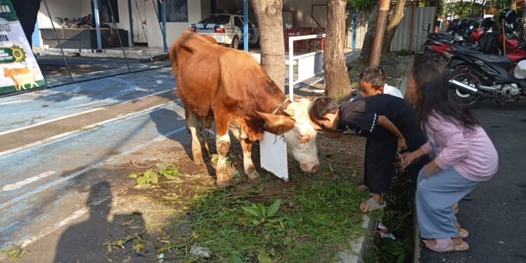 Semangat Iduladha, Polres Pekalongan Kota Berbagi Hewan Kurban kepada YBPI dan 15 Lembaga Sosial