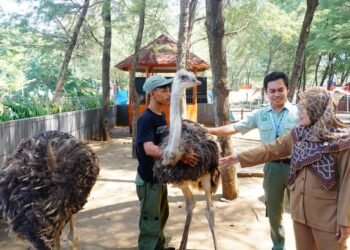Bupati Batang Rekomendasikan Wisata Lokal Selama Libur Sekolah, Beach Safari dan Curug Genting Jadi Andalan
