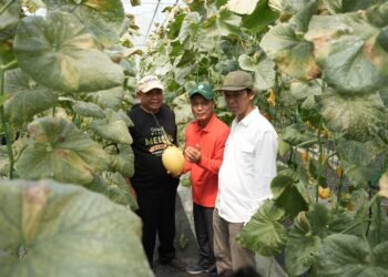 Bupati Sleman Apresiasi Panen Perdana Melon Premium Bumkal Sumberharjo