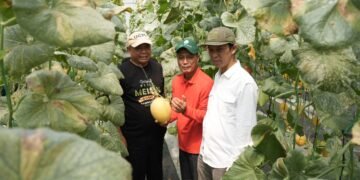 Bupati Sleman Apresiasi Panen Perdana Melon Premium Bumkal Sumberharjo