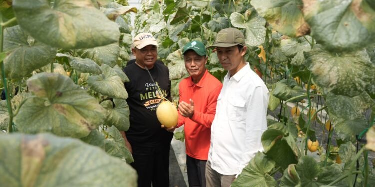 Bupati Sleman Apresiasi Panen Perdana Melon Premium Bumkal Sumberharjo