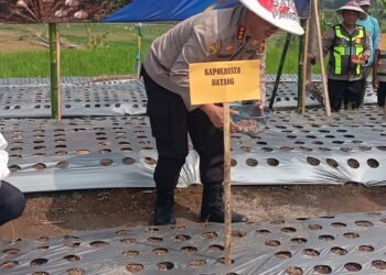 Tak Hanya Jaga Kamtibmas, Polresta Batang Ikut Dorong Swasembada Bawang Putih