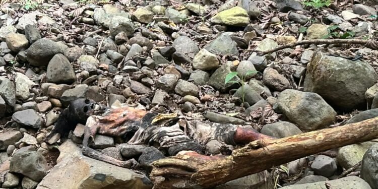 Penemuan Mayat Tinggal Tengkorak di Sungai Genting Batang, Polisi Selidiki Identitas Korban